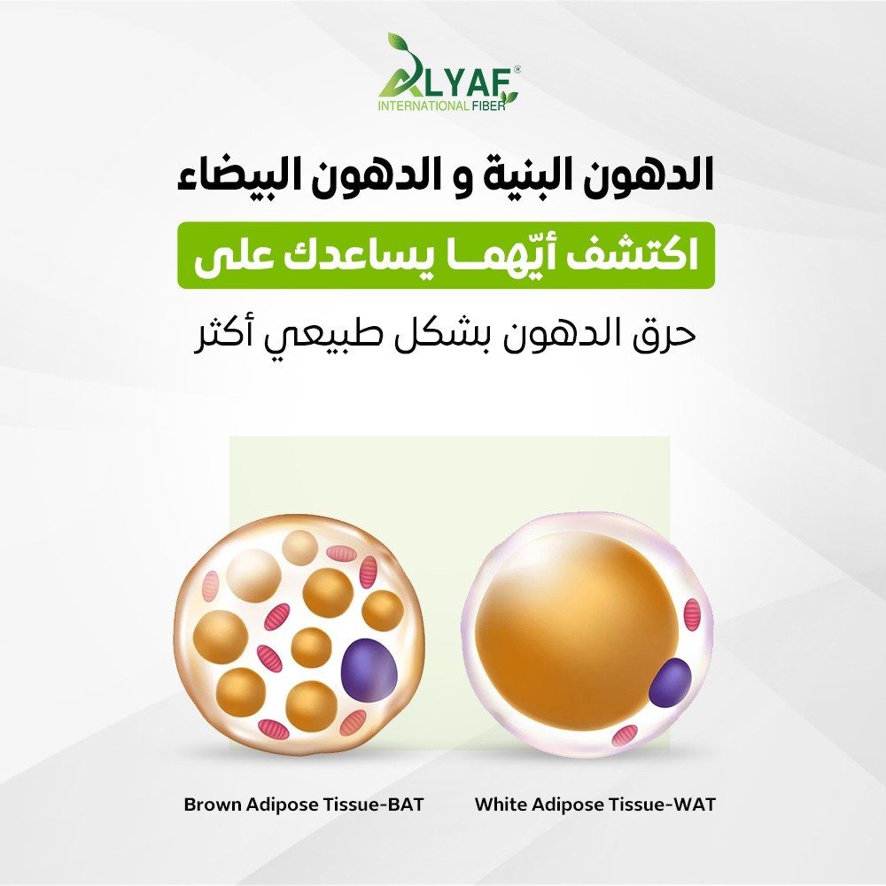 الدهون البنية والدهون البيضاء: اكتشف أيّهما يساعدك على حرق الدهون بشكل طبيعي أكثر